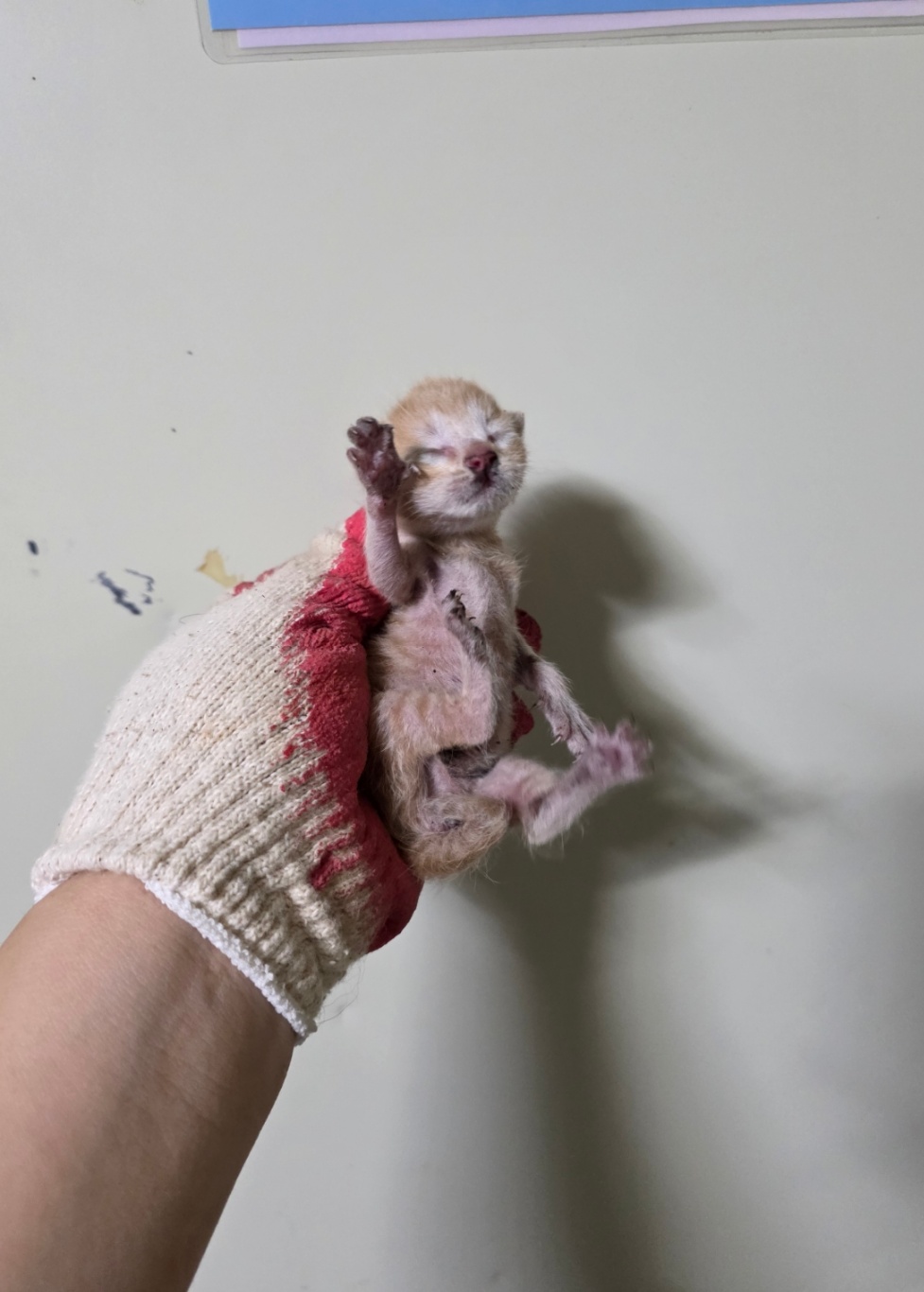 보호중 한국 고양이…